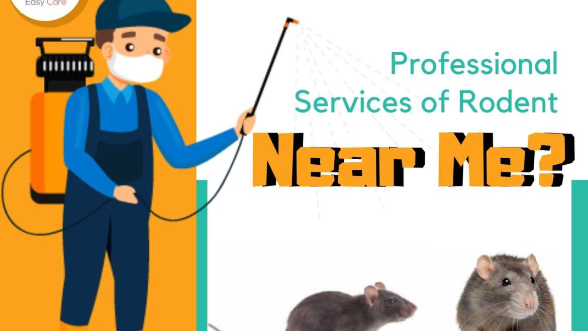 Are You Looking for Professional Services of Rodent and Pest Management Near Me?